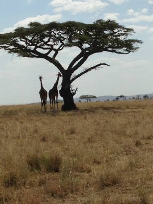Voy- Tanzania, Giraffes.jpg
