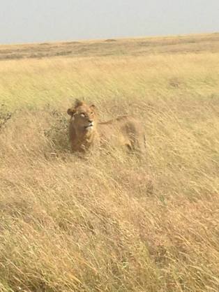 Voy- Tanzania, Lion.jpg