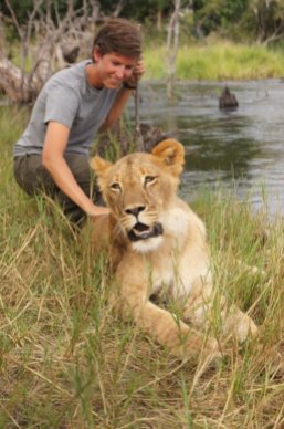 Lions in Zambia 2